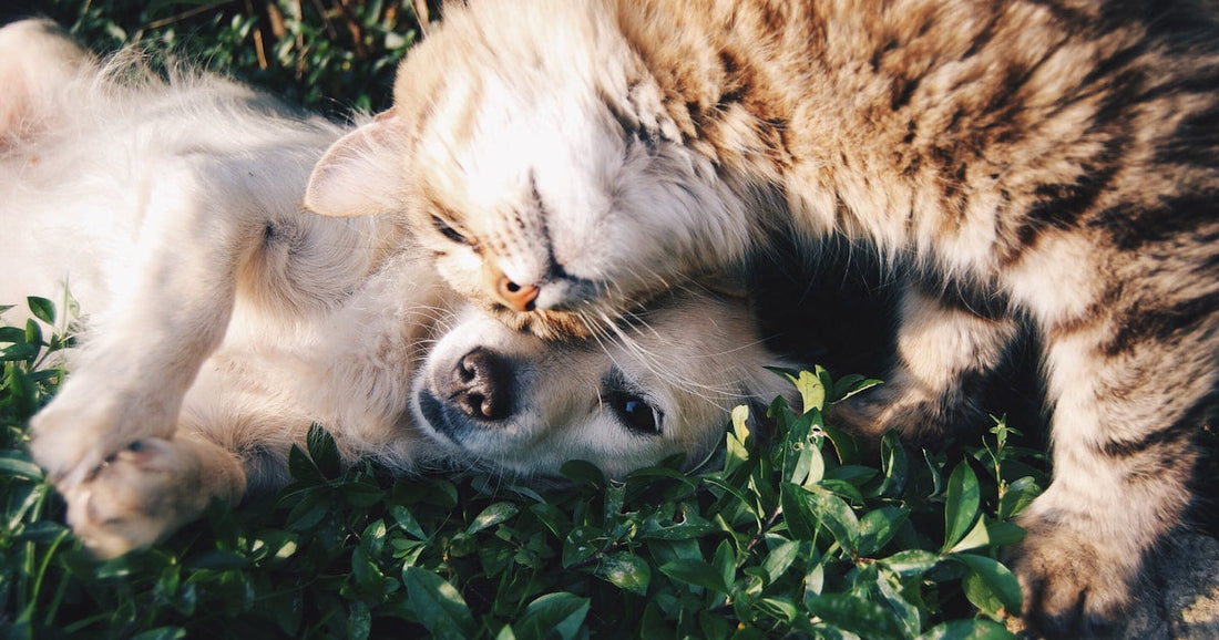 A Los Angeles dog owner relaxing with their happy dog at home