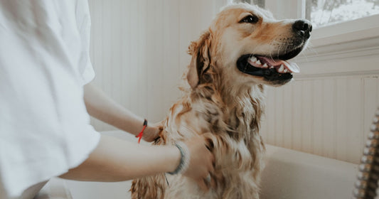 Person brushing a dog to reduce loose fur and keep furniture and dog beds hair-free