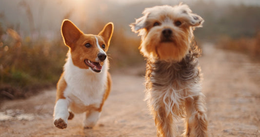 Two dogs playing together outdoors