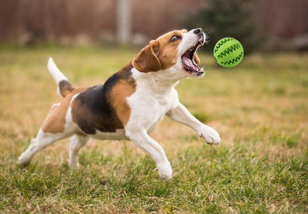 Interactive Rubber Snack Puzzle Dog Toy