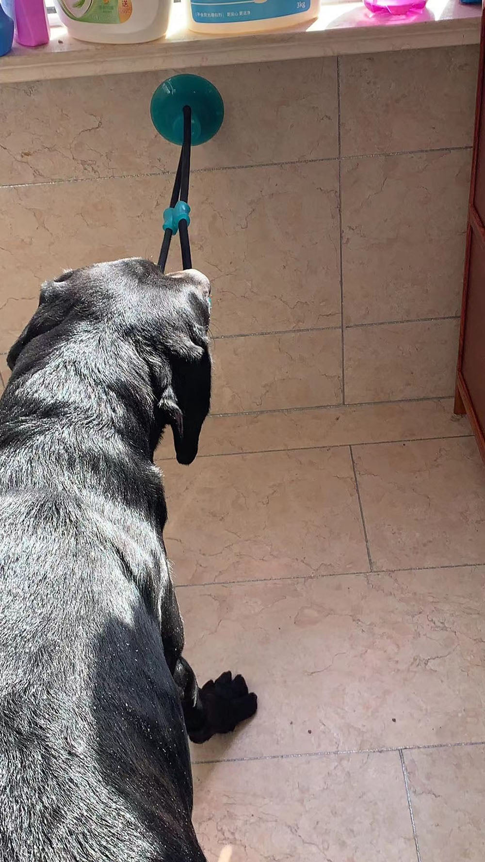 Rubber suction cup dog toy attached to smooth surface